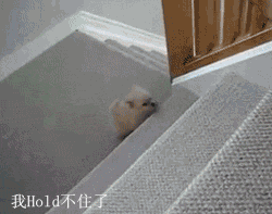 爬不上楼梯的小狗