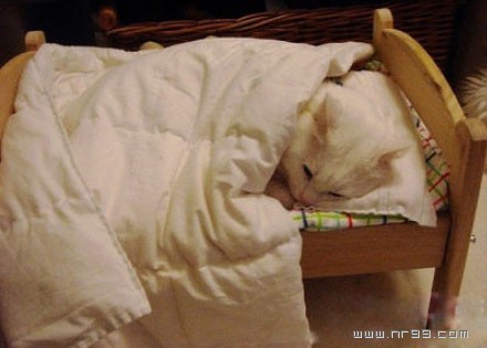 小狗像孩子一样盖着被子睡在床上
