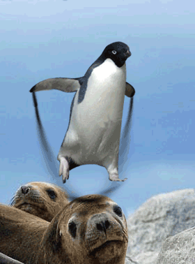 玩跳绳的企鹅