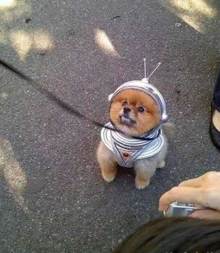 我的火星上来的狗狗，快来围观吧