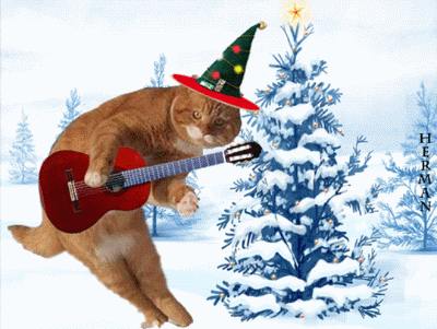 弹吉它的猫咪歌手