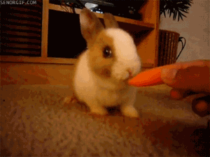 一点一点啃红萝卜的兔子