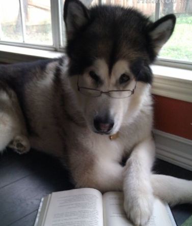 戴着眼镜认真看书的狗