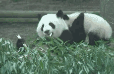 争竹子吃打架的熊猫