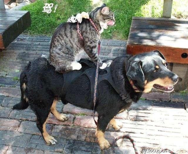 猫咪把狗当马骑
