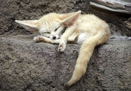 爬着睡觉的狐狸