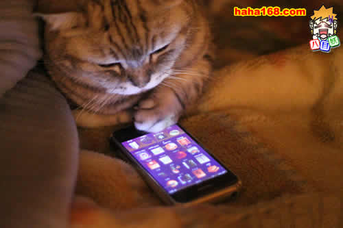 猫猫也爱玩手机