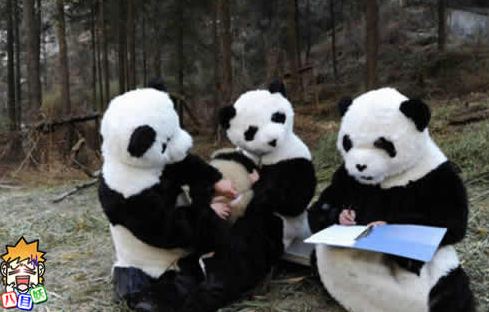 装成熊猫的管理员