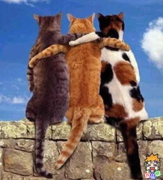 三只感情好的猫猫