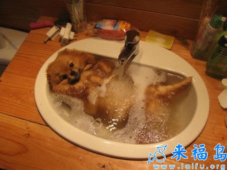 躺在洗手盆里洗澡的狗狗