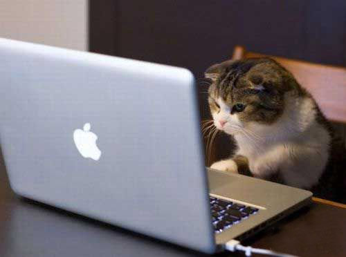 小猫聚精会神的玩苹果电脑