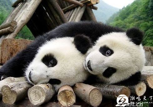 抱着睡觉的情侣大熊猫
