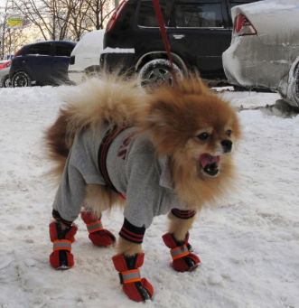 狗狗练习滑雪