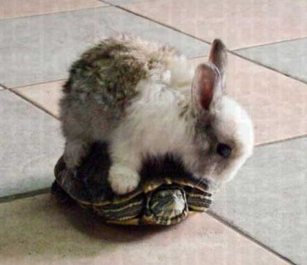 站在乌龟背上的小兔子