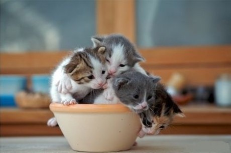 几只小猫挤在一个碗里