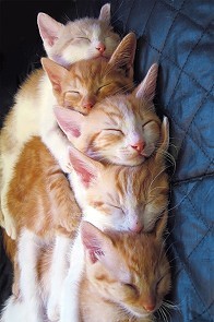 五只猫咪抱在一起睡觉