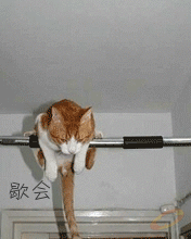 爬在铁杆上的猫咪，累了歇会
