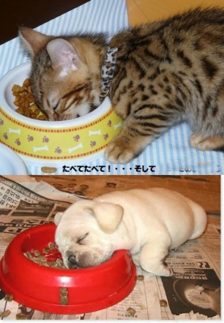 猫猫和狗狗爬在喂食盘里睡着了