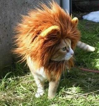 我不想做猫，戴上假发变狮子