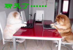 两只小狗用笔记本聊天