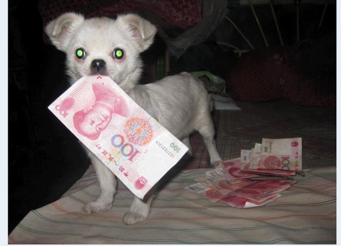 小狗把钞票咬在嘴里