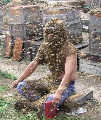 养蜂奇人，身上粘满数万只蜜蜂