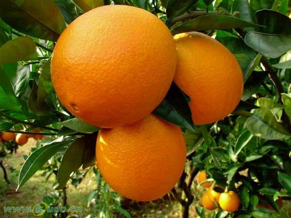 超新鲜的橙子