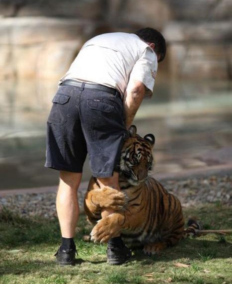 老虎抱着大腿，不让离开