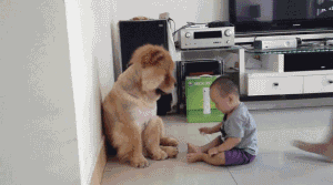 小孩与狗互动玩游戏