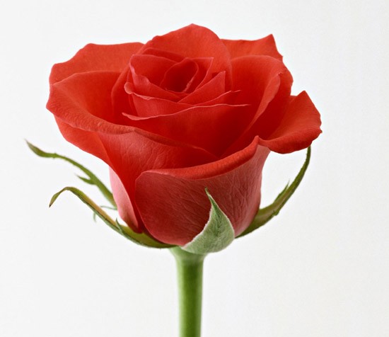 一朵鲜红的玫瑰花