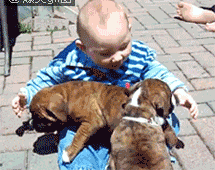 把两只小狗抱在怀里的小孩