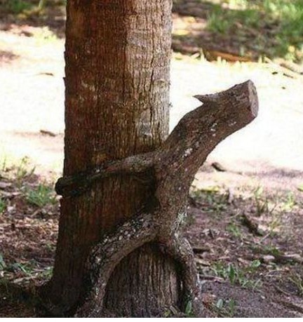 怀抱大树的树根