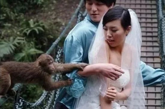 好色小猴子，快放开我的新娘