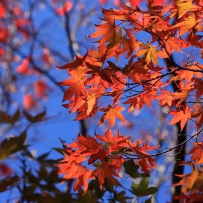 最新秋天红叶唯美风景头像